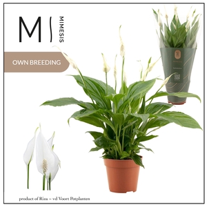 Spathiphyllum Torelli - 12cm Mimesis