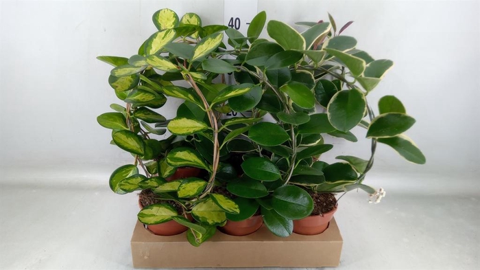 <h4>Hoya   ...mix</h4>