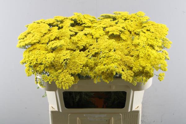 <h4>Achillea Moonshine Djax</h4>