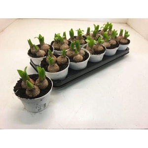 HYACIN WHITE PEARL P12