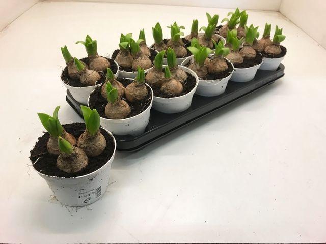 <h4>HYACIN WHITE PEARL P12</h4>