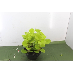 PEPEROMIA GOLDEN C21