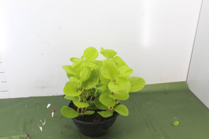 <h4>PEPEROMIA GOLDEN C21</h4>