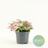 Hypoestes Pink