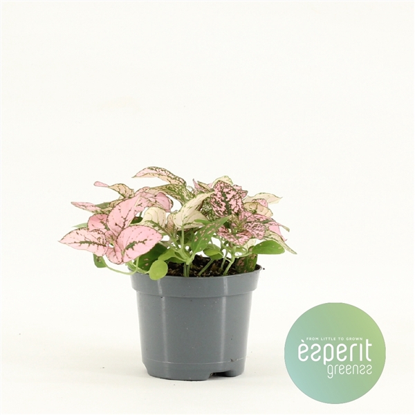 Hypoestes Pink