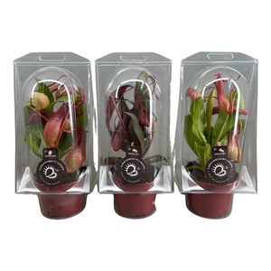 Nepenthes mix 12 cm in blister