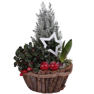 Winter Arr. Outdoor Wooden Naterual Bark Pot with Rope Ø20cm 3PP