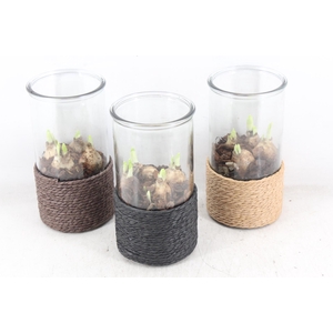 arr4 Narcis PL - Glas cilinder touw Medium