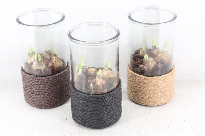 <h4>arr4 Narcis PL - Glas cilinder touw Medium</h4>