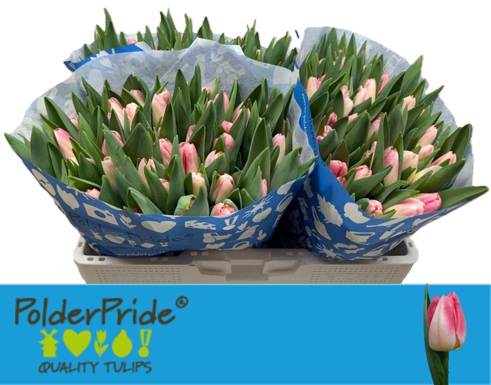 <h4>TU EN PULITZER</h4>