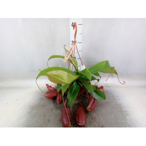 Nepenthes    ...
