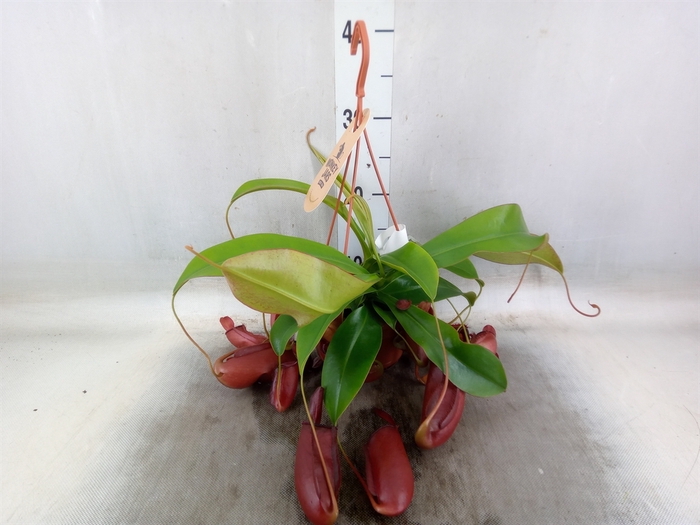 <h4>Nepenthes    ...</h4>