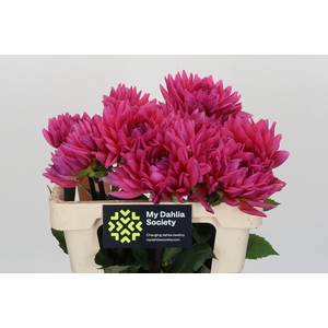 Dahlia Barbie