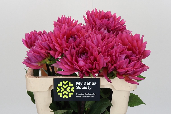 <h4>Dahlia Barbie</h4>