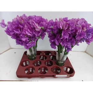 Lathyr Wi Suns Mauve