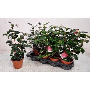 CAMELLIA JAPONICA