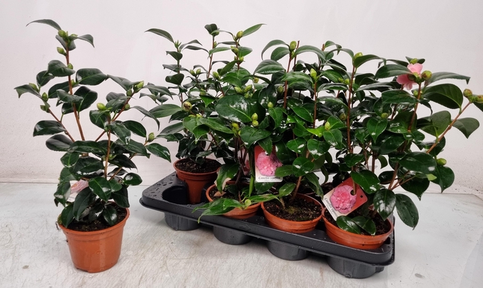 <h4>CAMELLIA JAPONICA</h4>