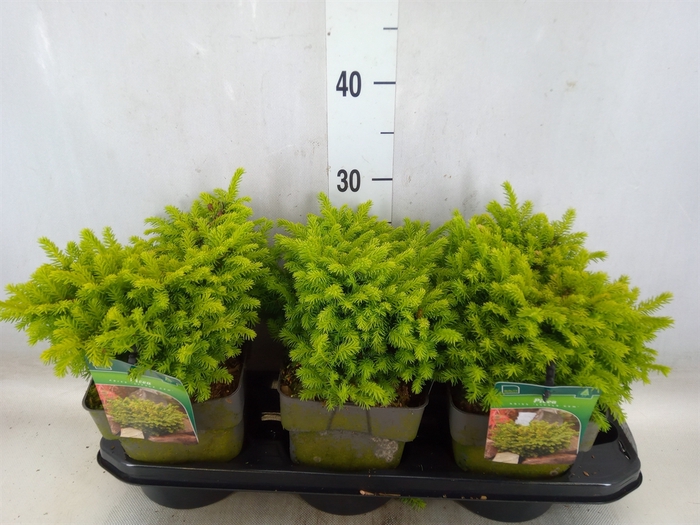 <h4>Picea abies 'Little Gem'</h4>