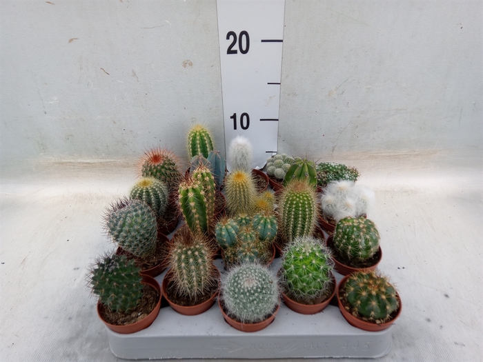 <h4>Cactus   ...mix</h4>