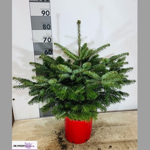 ABIES NORDMANNIANA