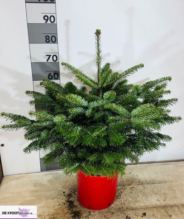 <h4>ABIES NORDMANNIANA</h4>