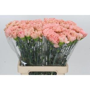 Dianthus St Lege Marrone