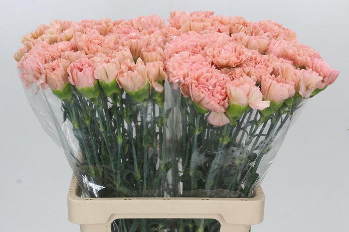 Dianthus St Lege Marrone