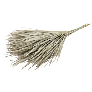 Bunch Chamaerops 10 Pcs Slv L70