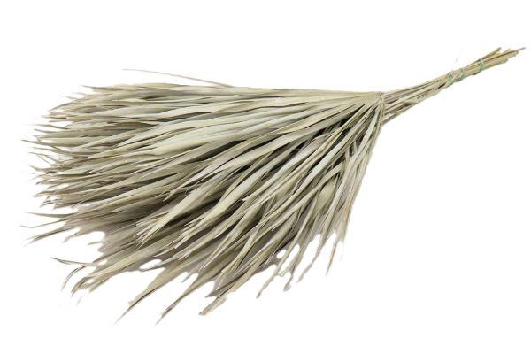 Bunch Chamaerops 10 Pcs Slv L70