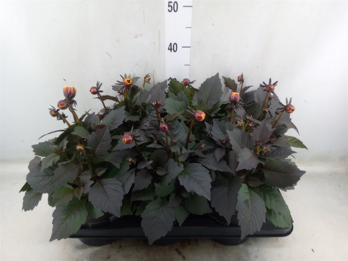 <h4>Dahlia  'Dahlinova Tempt Golden'</h4>