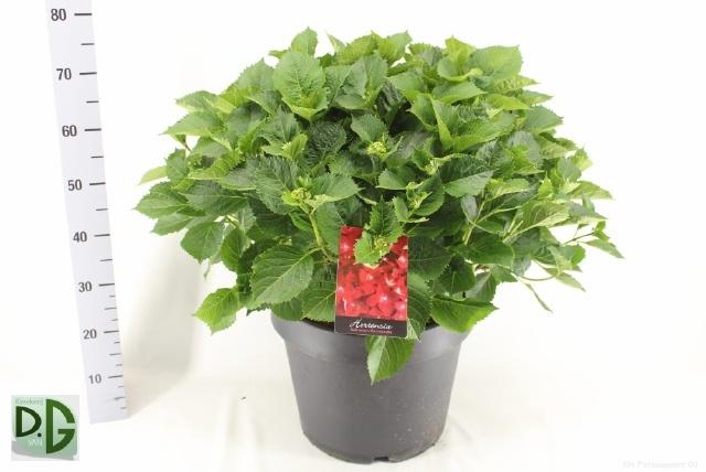 <h4>HYDR M HI FIRE</h4>