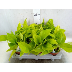 Epipremnum   ...