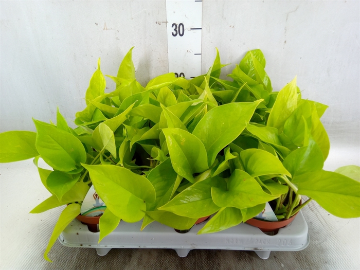 <h4>Epipremnum   ...</h4>
