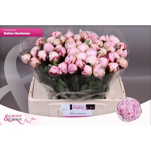 PAEO L REINE HORTENS