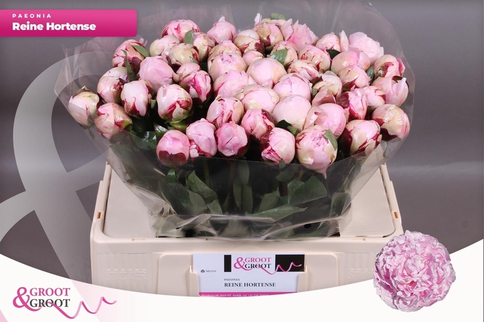 <h4>PAEO L REINE HORTENS</h4>