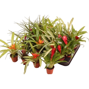 BROMELIA GEM
