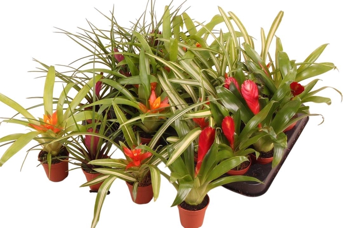 <h4>BROMELIA GEM</h4>