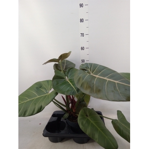 Philodendron   ...