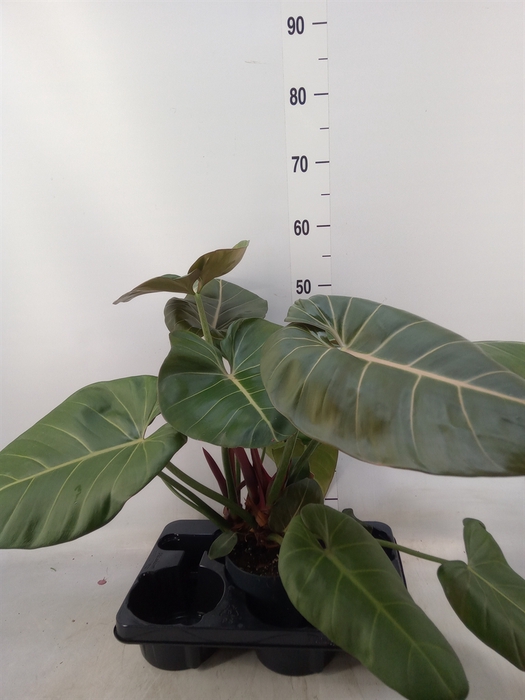 <h4>Philodendron   ...</h4>