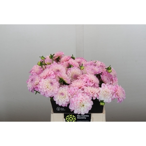Dahlia Pink Delight
