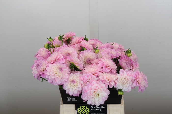 <h4>Dahlia Pink Delight</h4>