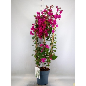 Bougainvillea  'Sanderiana'
