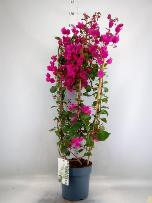 <h4>Bougainvillea  'Sanderiana'</h4>