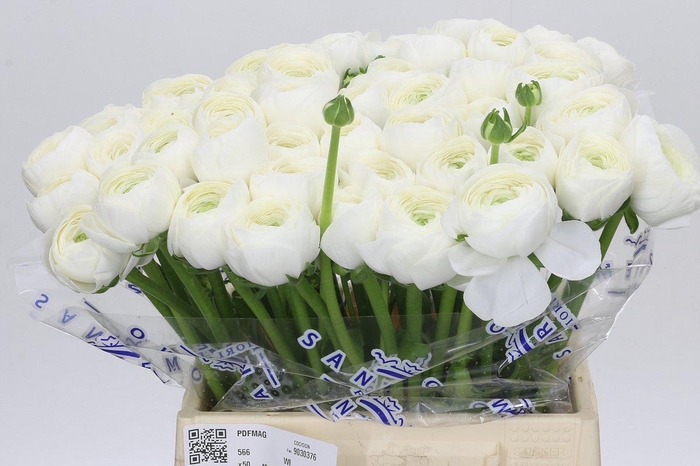 <h4>Ranunculus Clooney Alaska Extra</h4>
