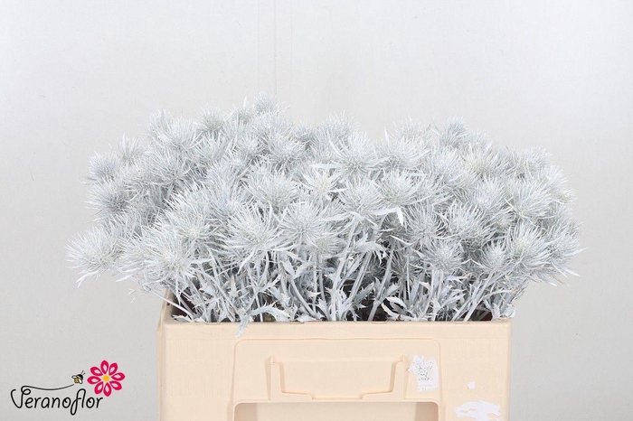 <h4>ERYN A OV KLB H%</h4>