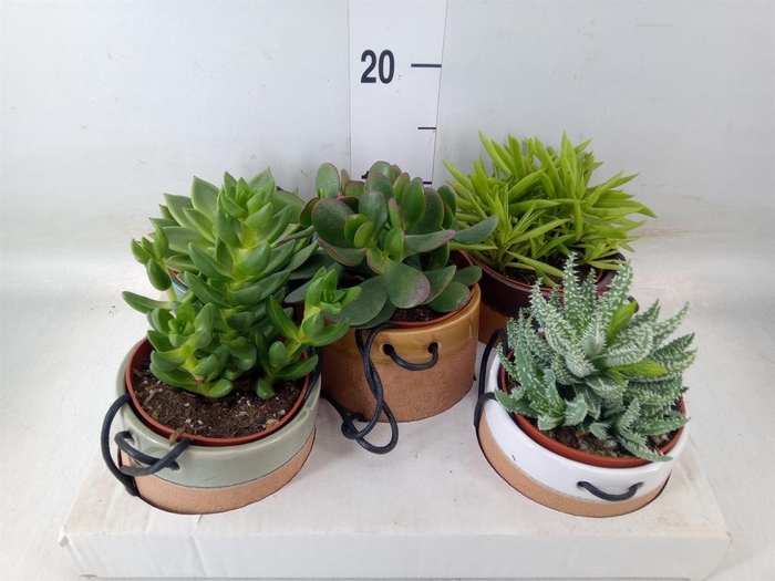 <h4>Succulents   ...</h4>