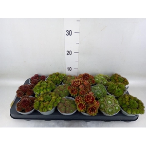 Sempervivum   ...mix