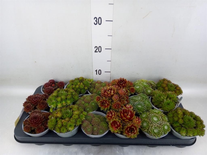<h4>Sempervivum   ...mix</h4>
