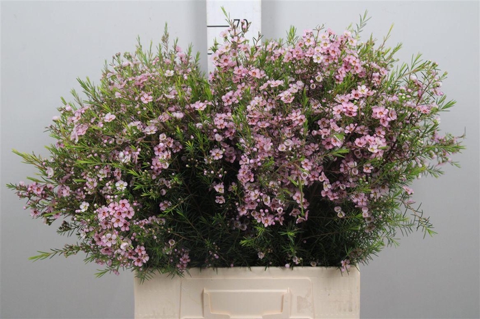 <h4>Chame Un Olivia</h4>