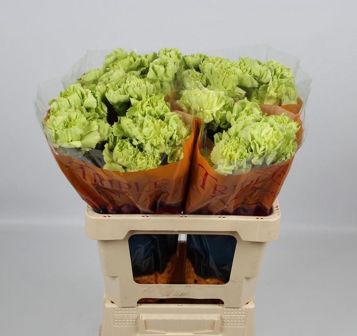 <h4>DI ST CELTIC GREEN</h4>